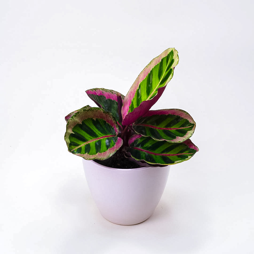 Calathea Angela
