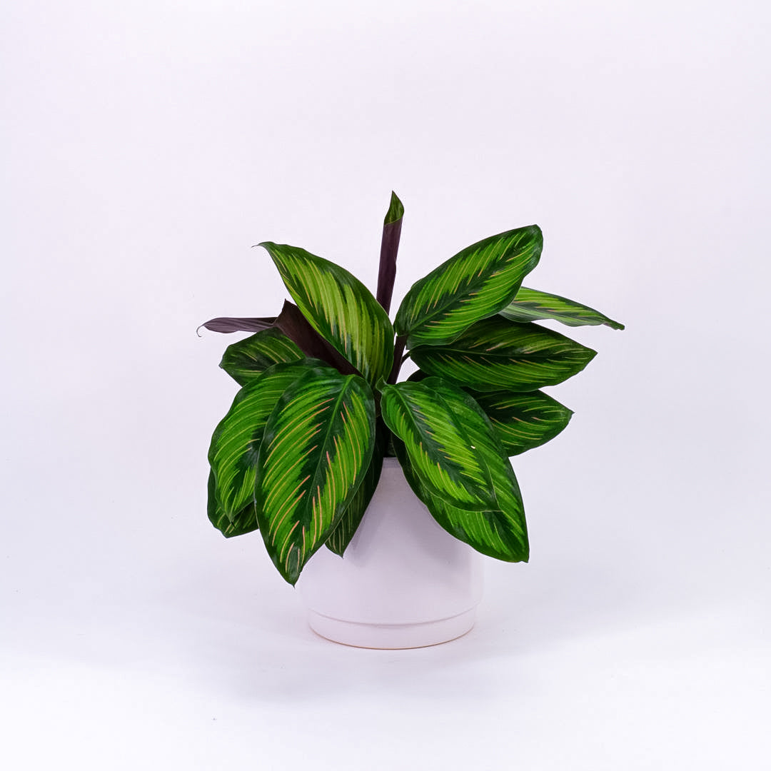 Calathea Beauty Star
