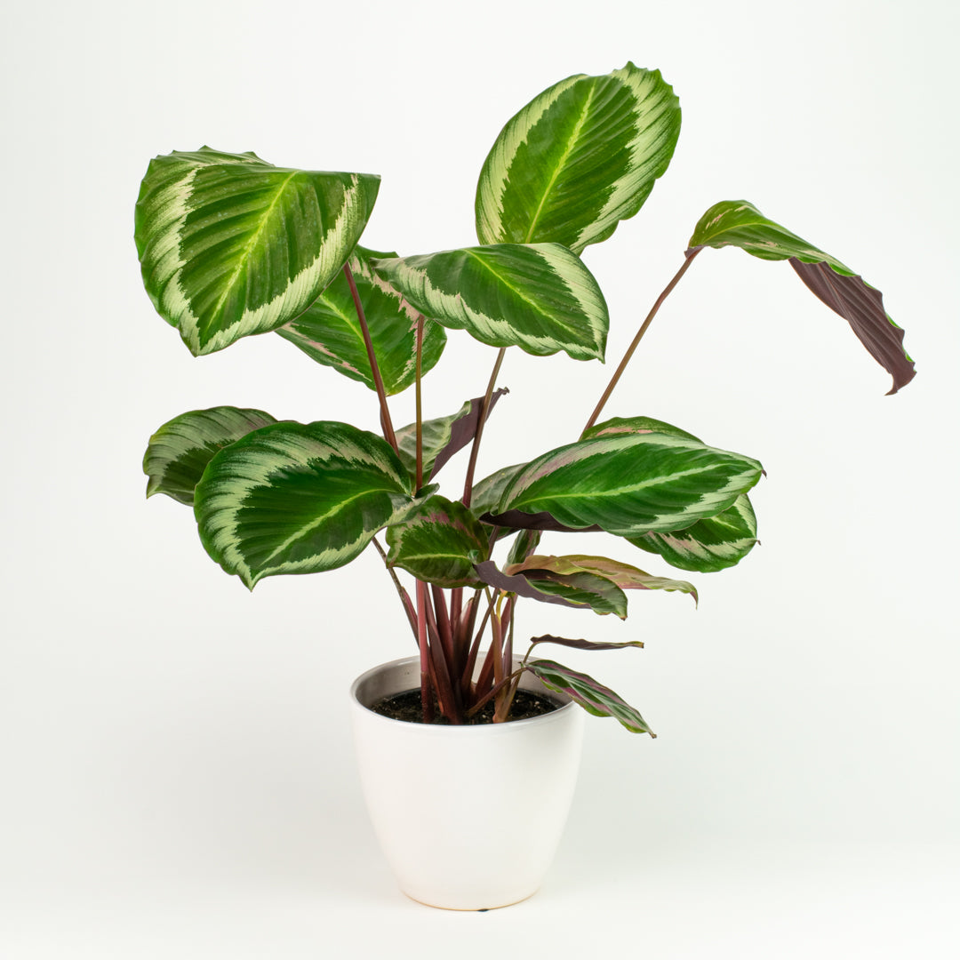 Calathea Cobra Pink