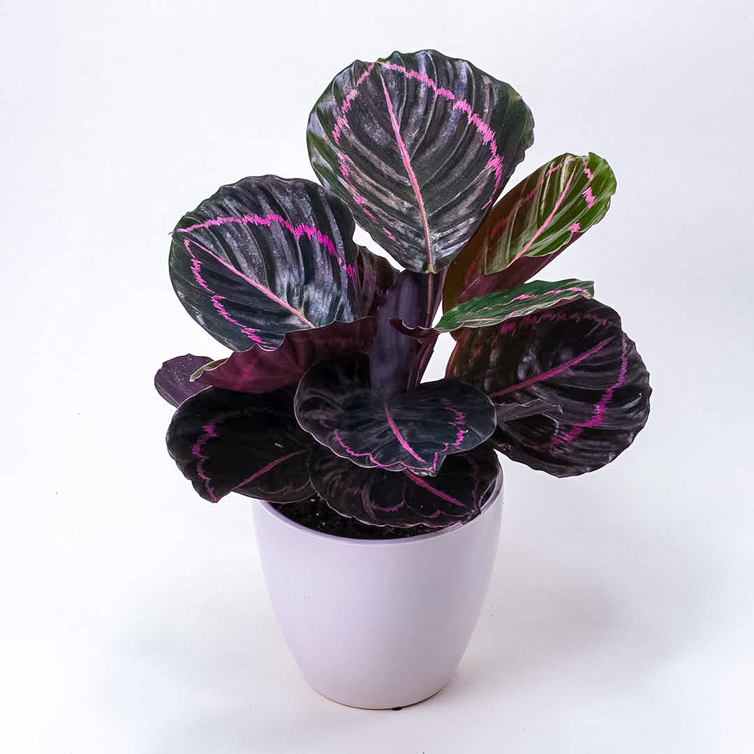 Calathea Dottie
