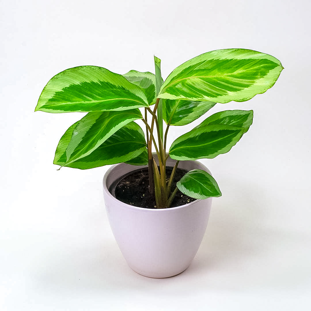 Calathea Gekko
