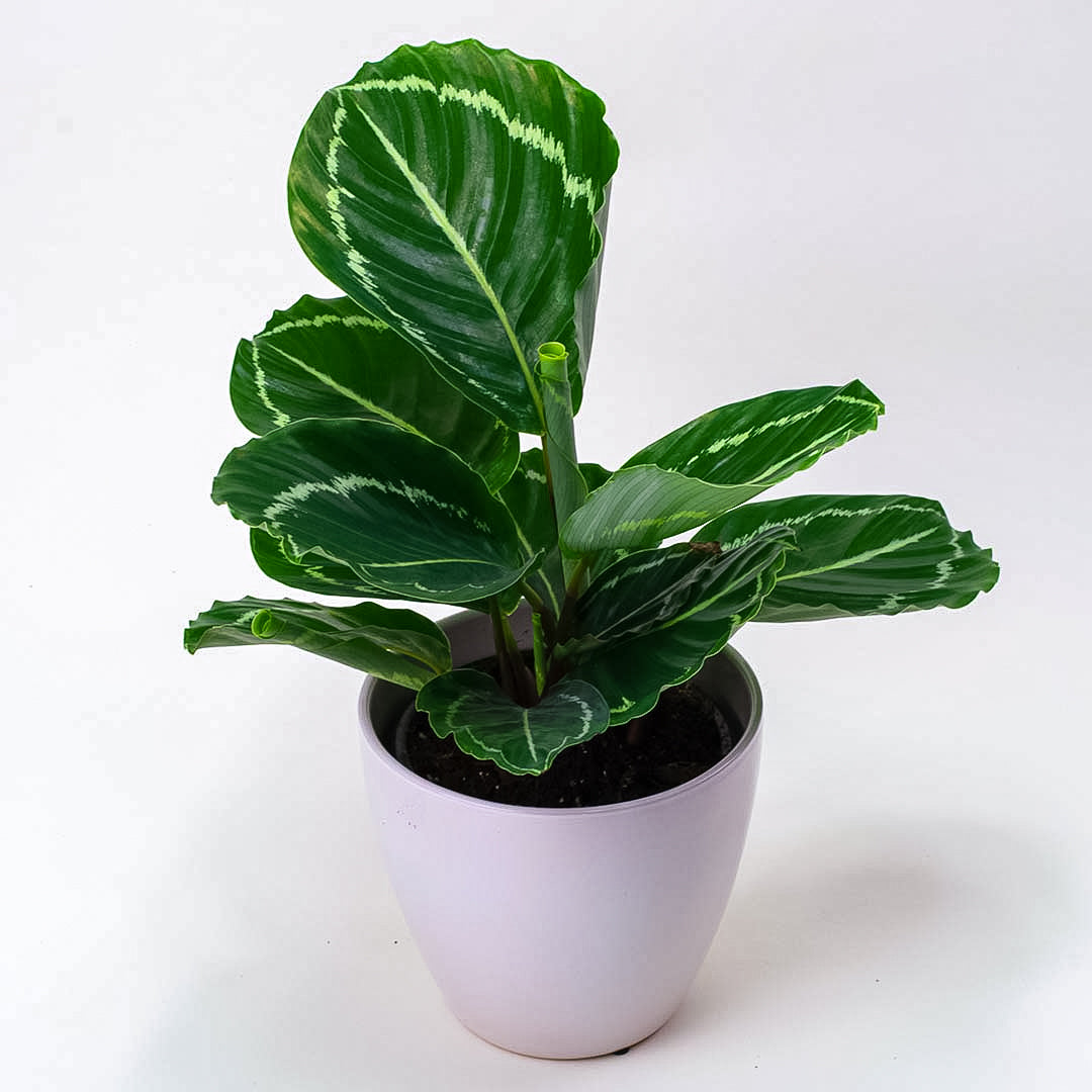 Calathea Green Goddess