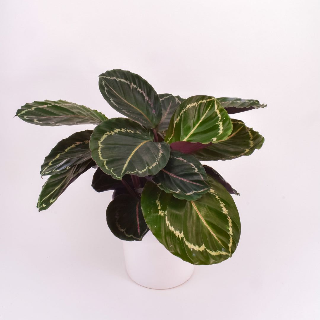 Calathea Jungle Rose