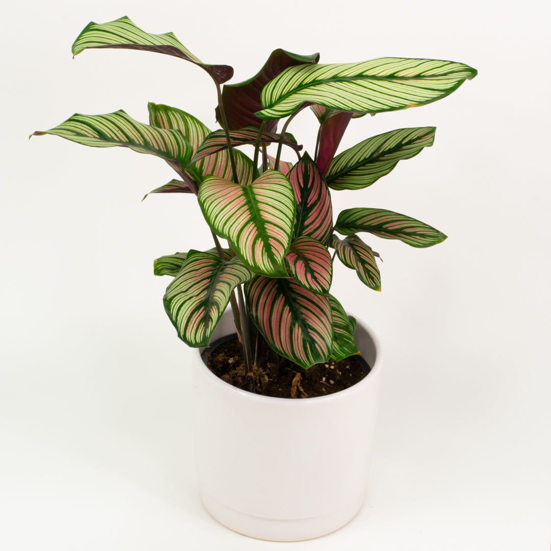 Calathea Ornata Whitestar