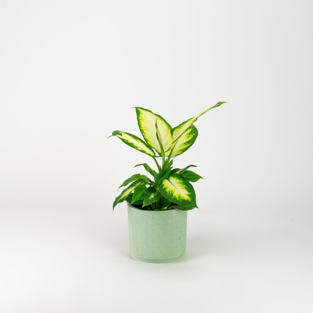 Dieffenbachia Camille 17cm