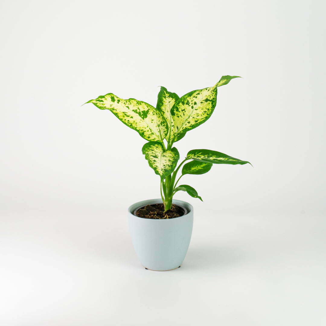Dieffenbachia Compacta