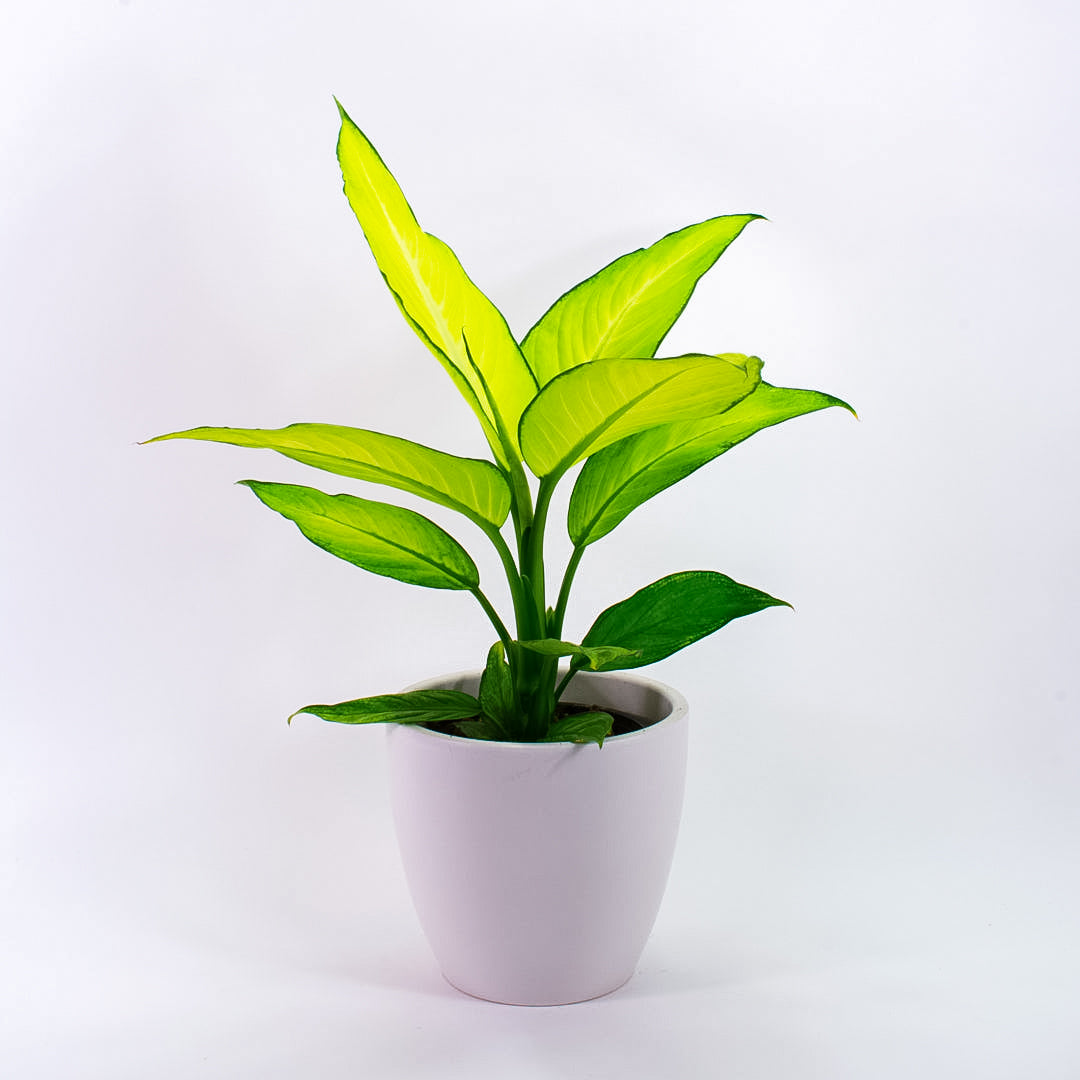 Dieffenbachia Fiji