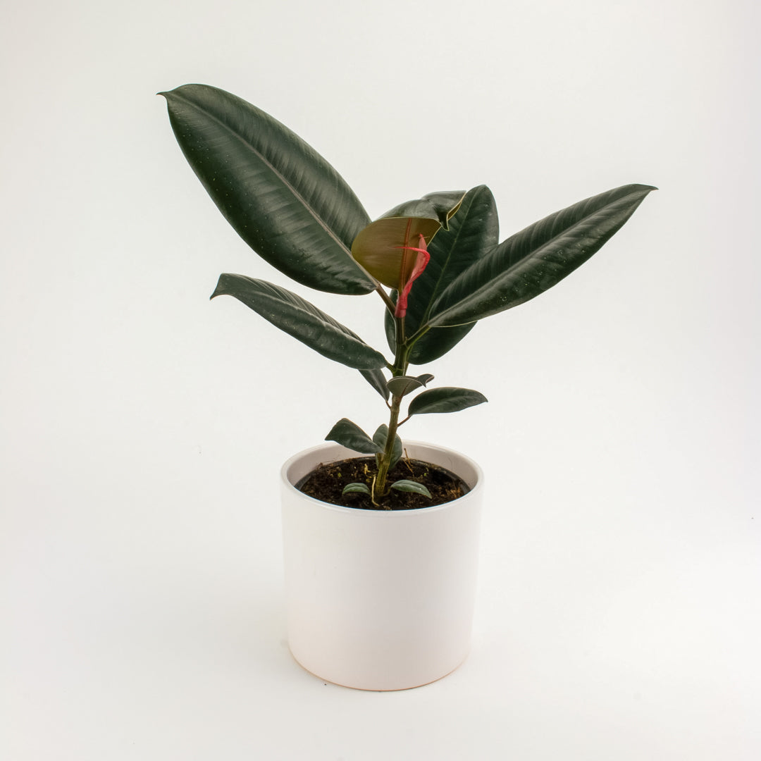 Ficus Burgundy