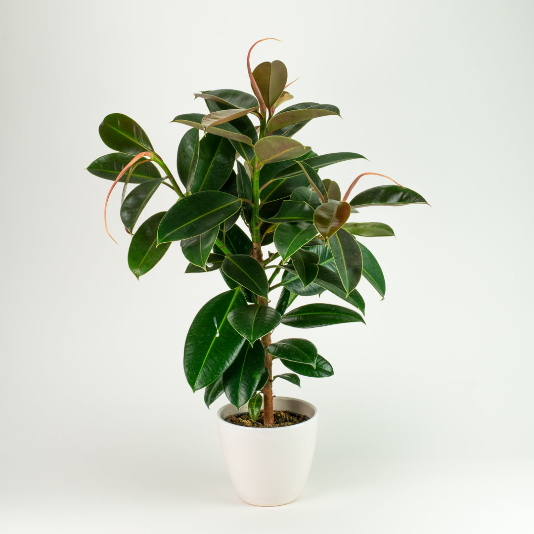 Ficus Melanie 14cm