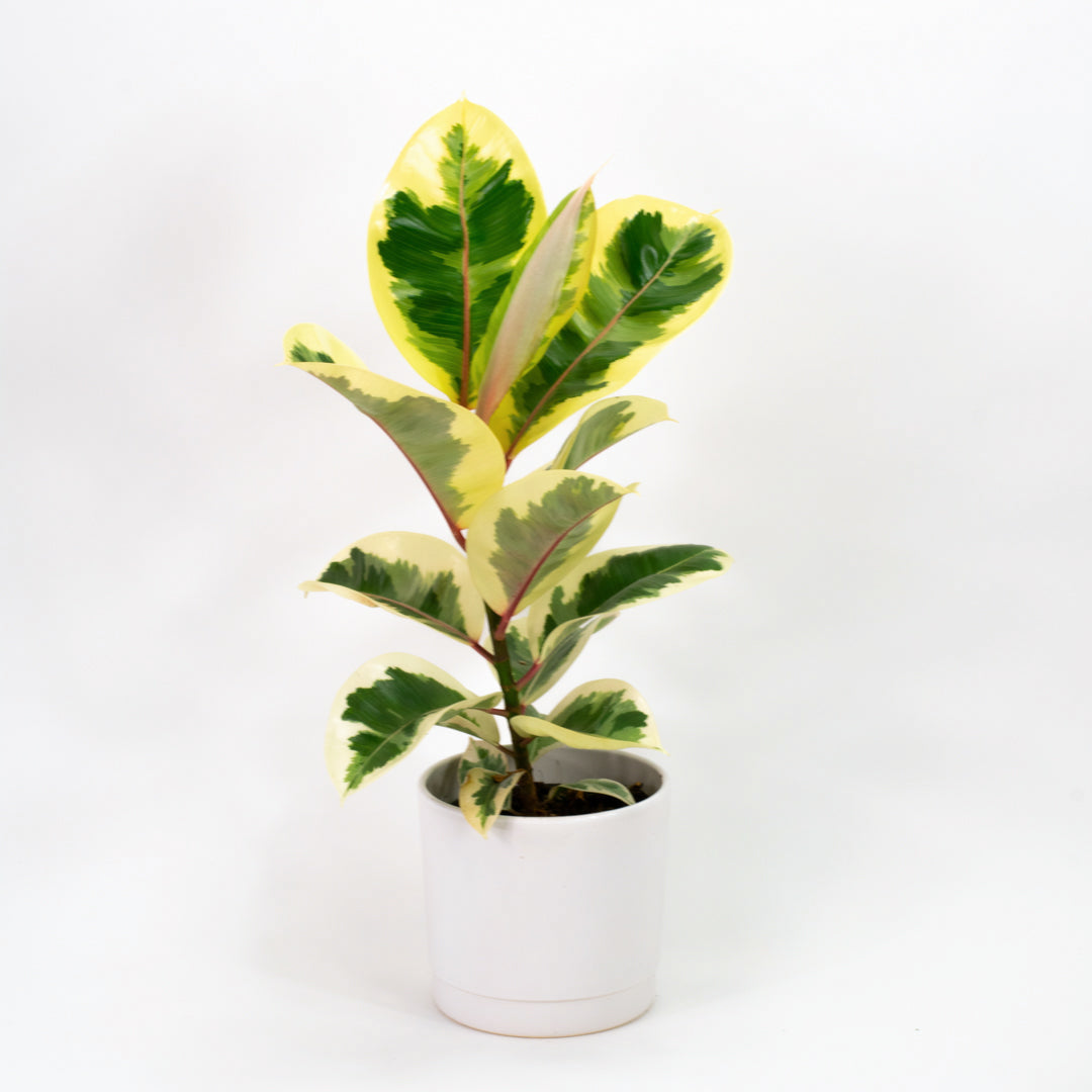 Rubber Plant Variegated Tineke Variant