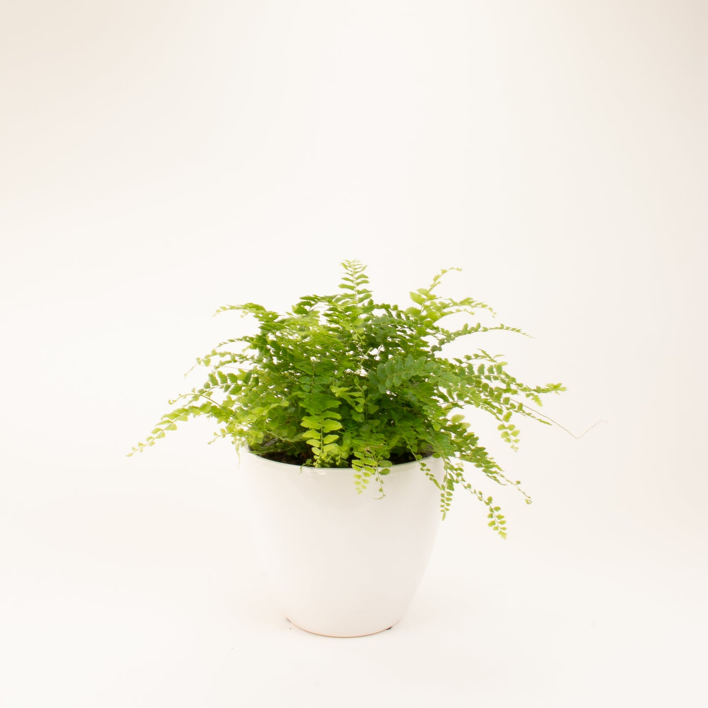 Mini Boston Fern