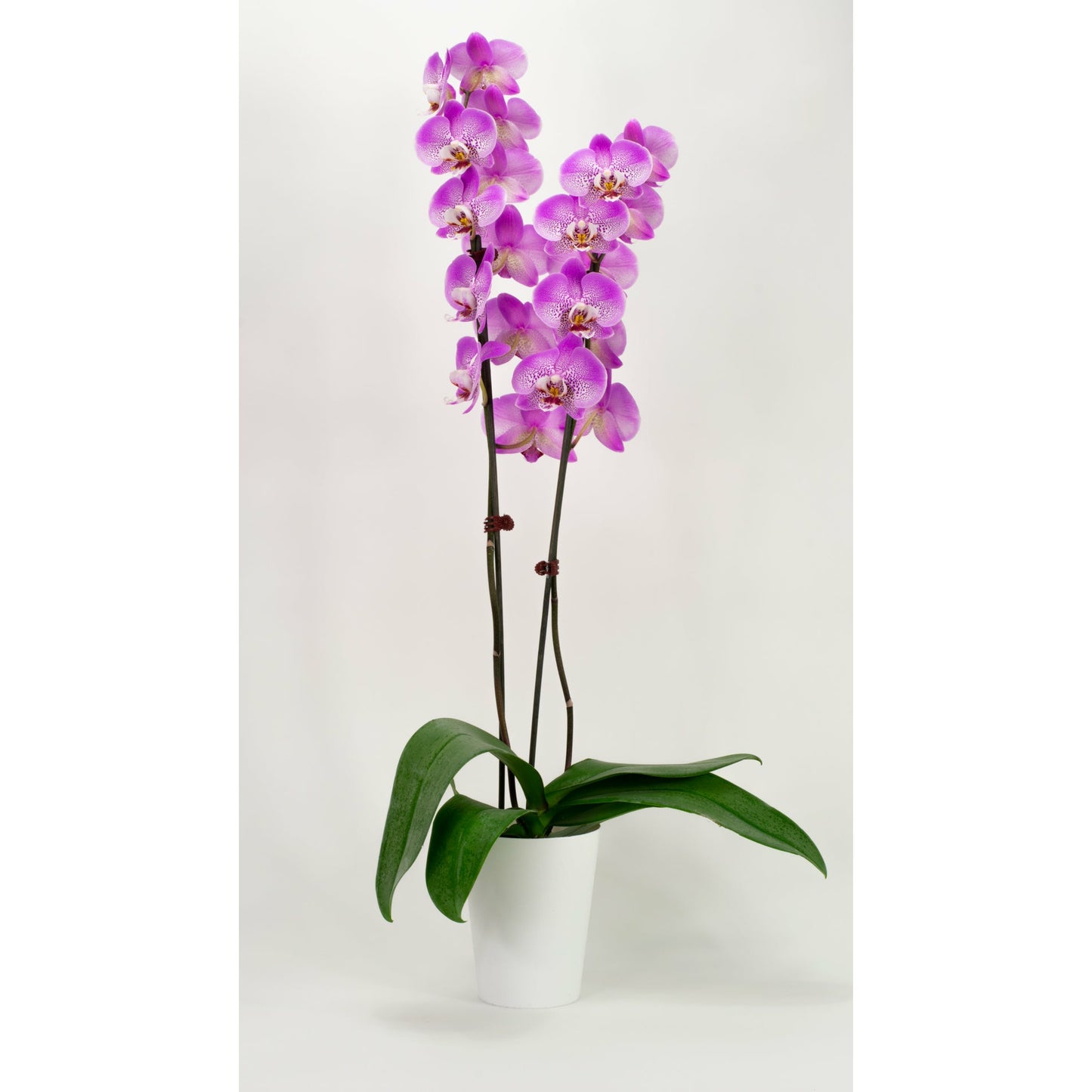 Phalaenopsis Orchid - Hazy Pink (Double)