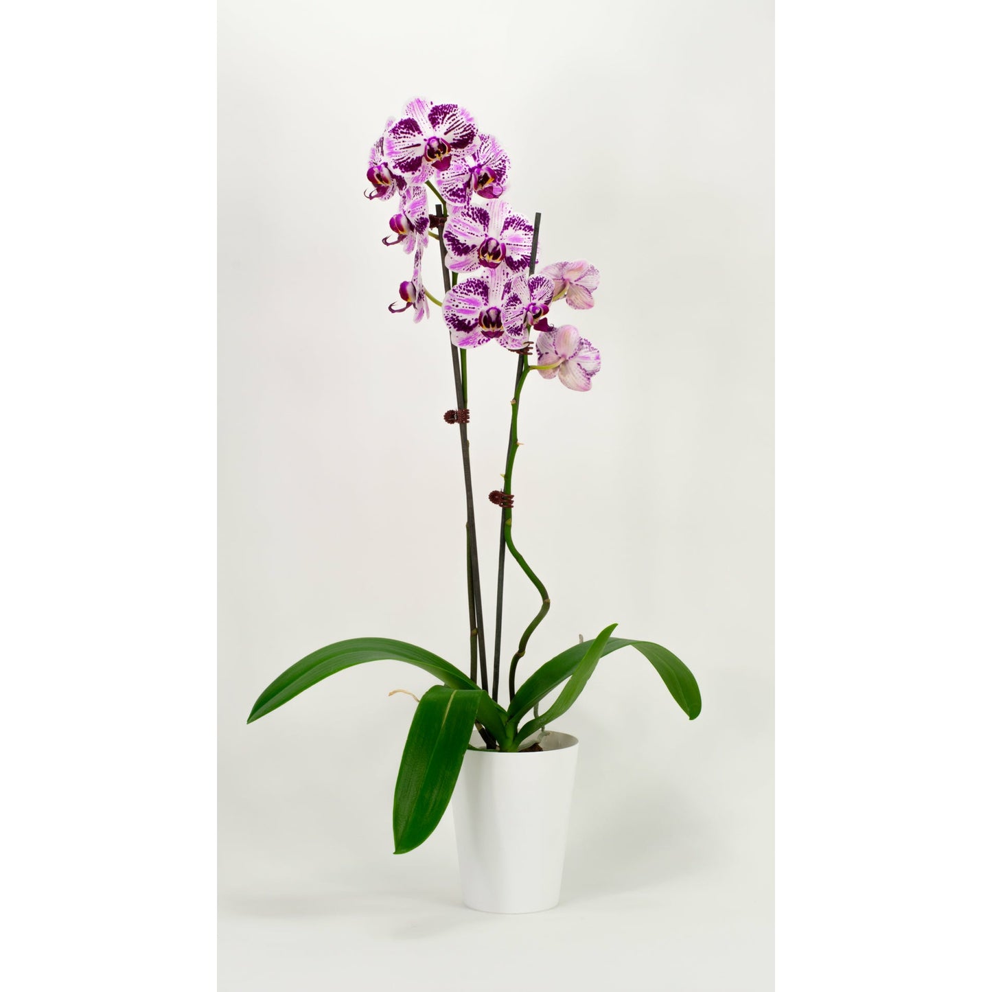 Phalaenopsis Orchid - Speckled Purple (Double)