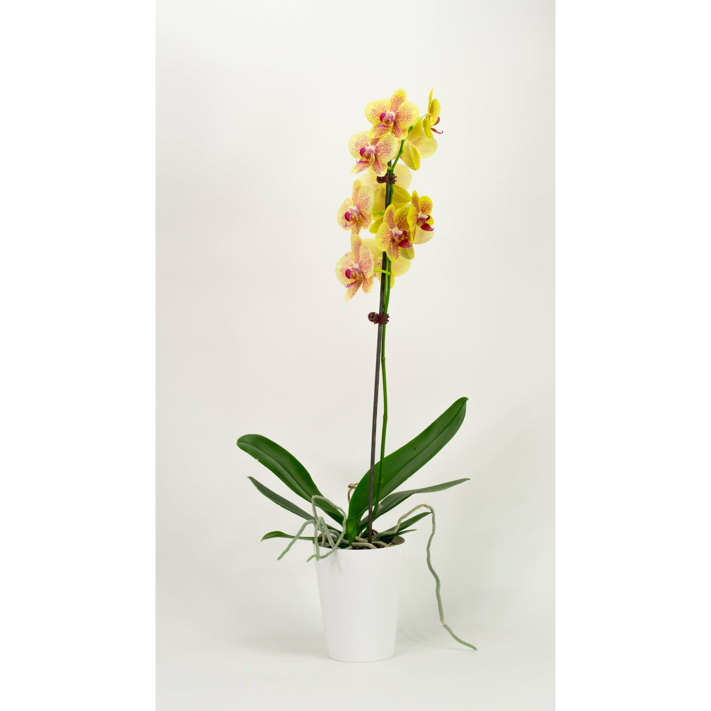 Phalaenopsis Orchid - Sunrise