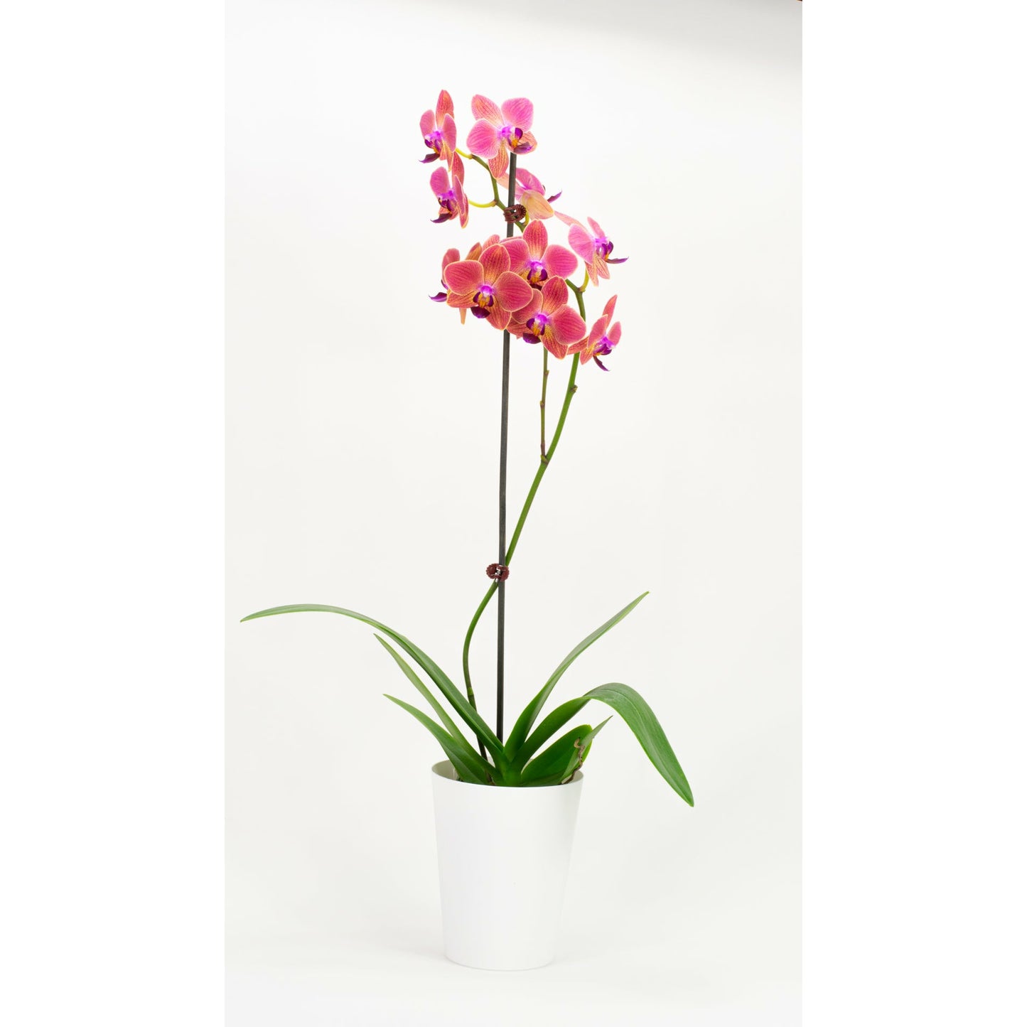 Phalaenopsis Orchid - Sunset