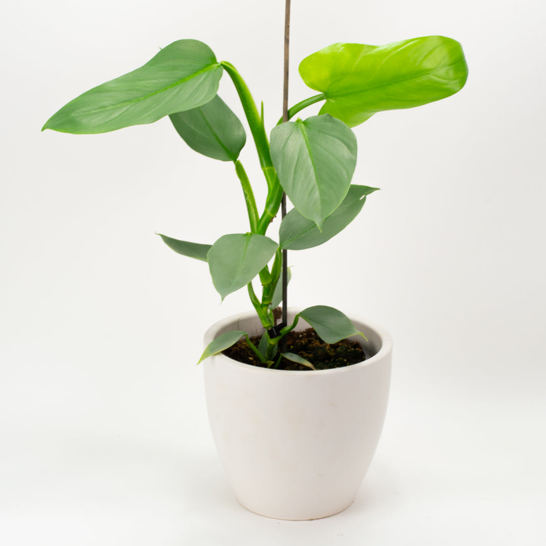Philodendron Silver Sword