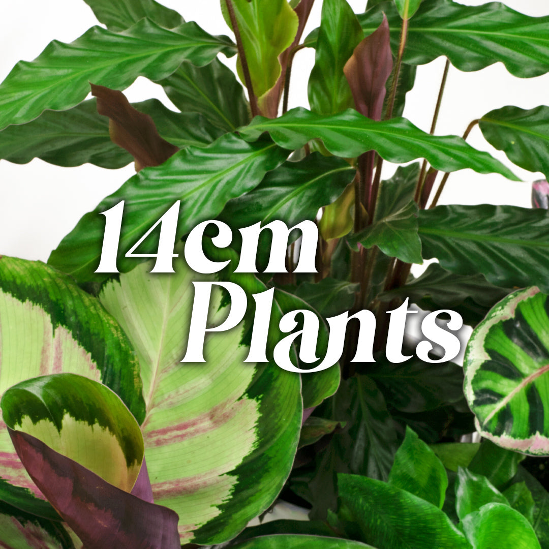 14cm Plants