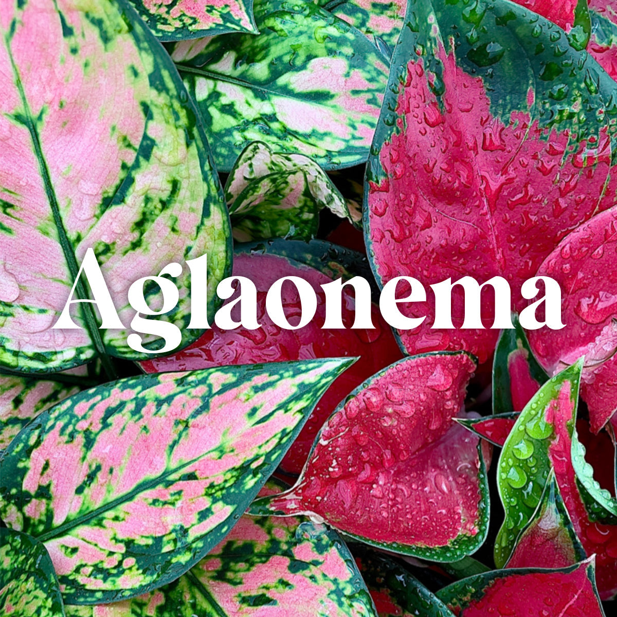 Aglaonema