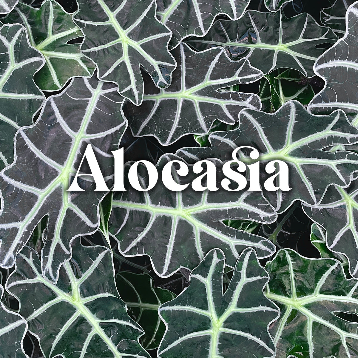 Alocasia