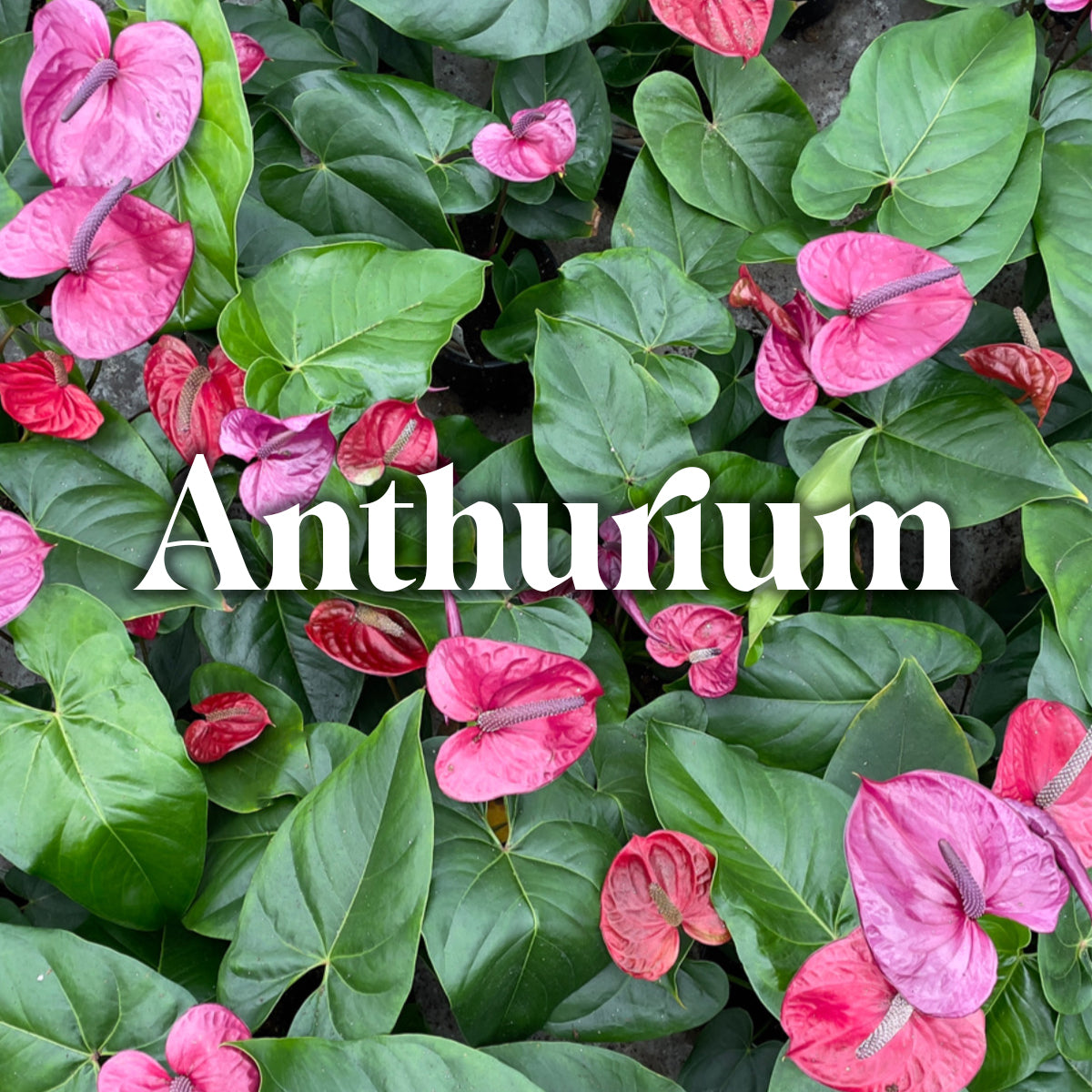 Anthurium