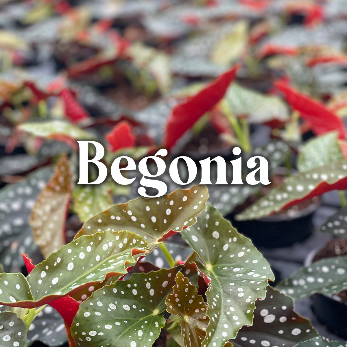 Begonia