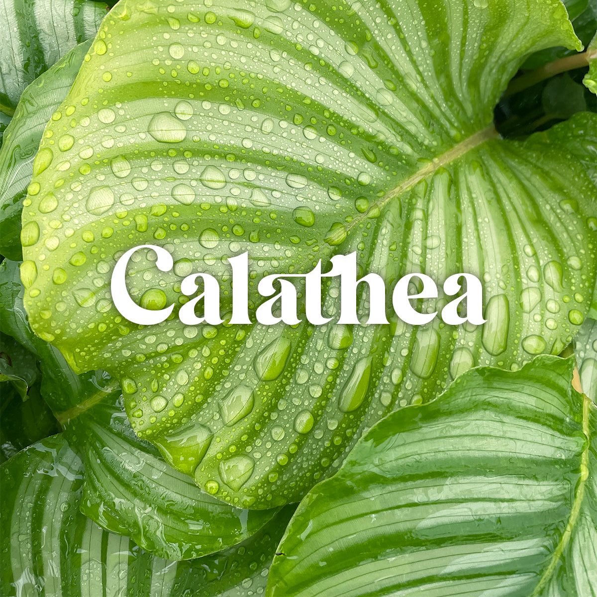 Calathea