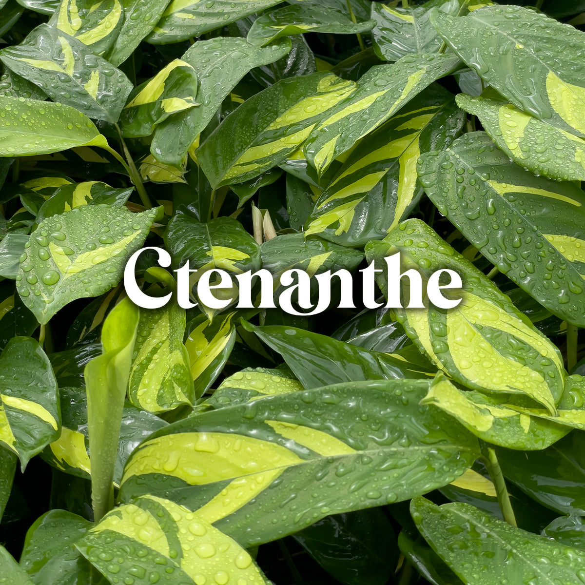 Ctenanthe