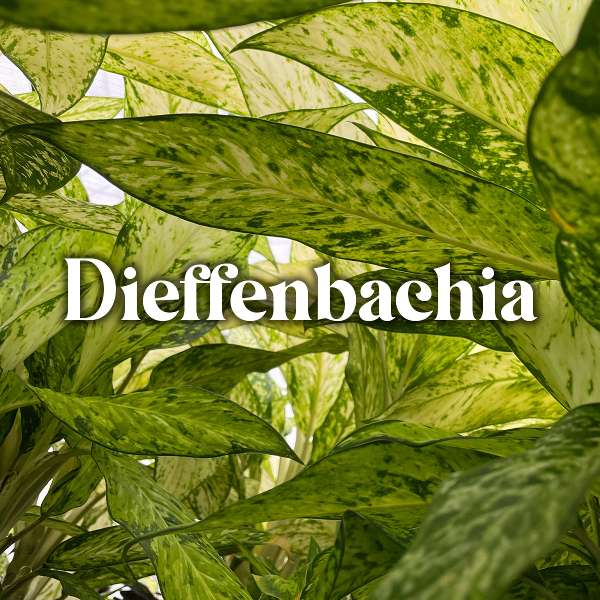 Dieffenbachia