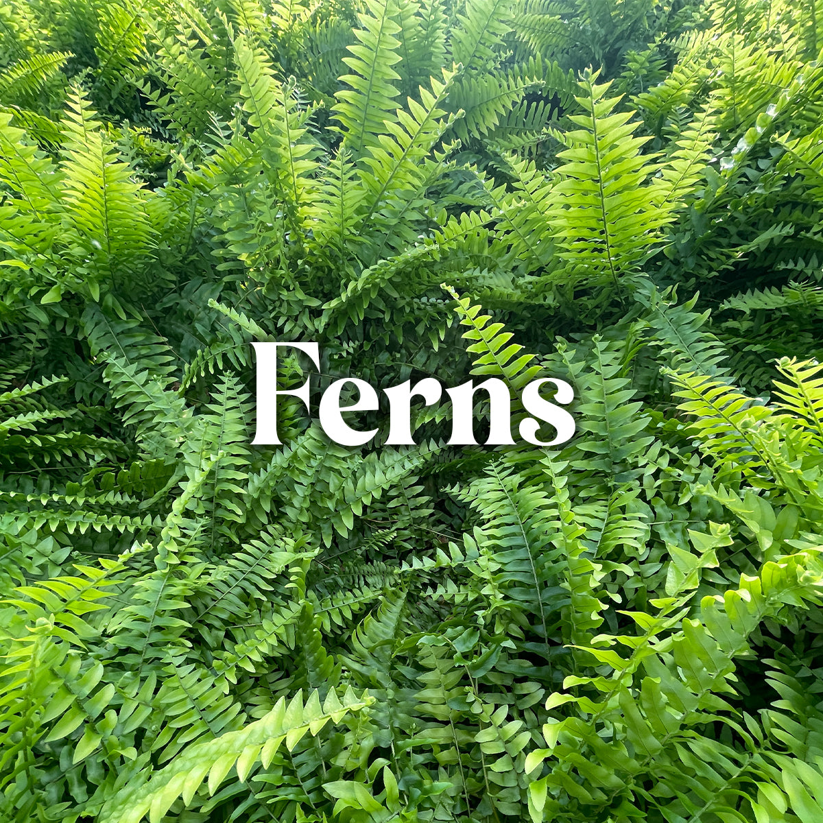 Ferns