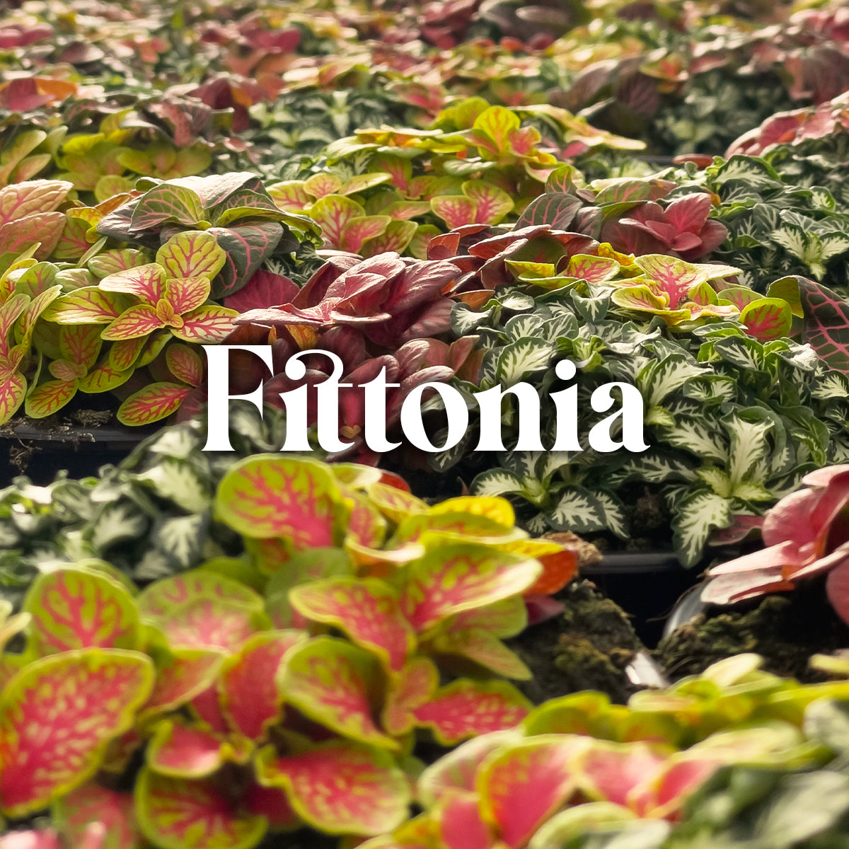 Fittonia