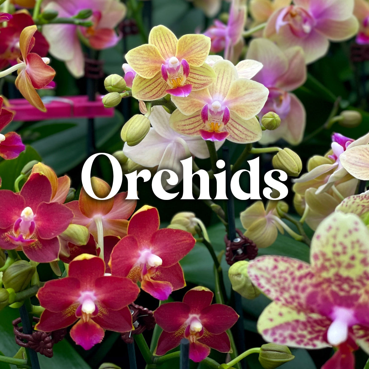 Orchids