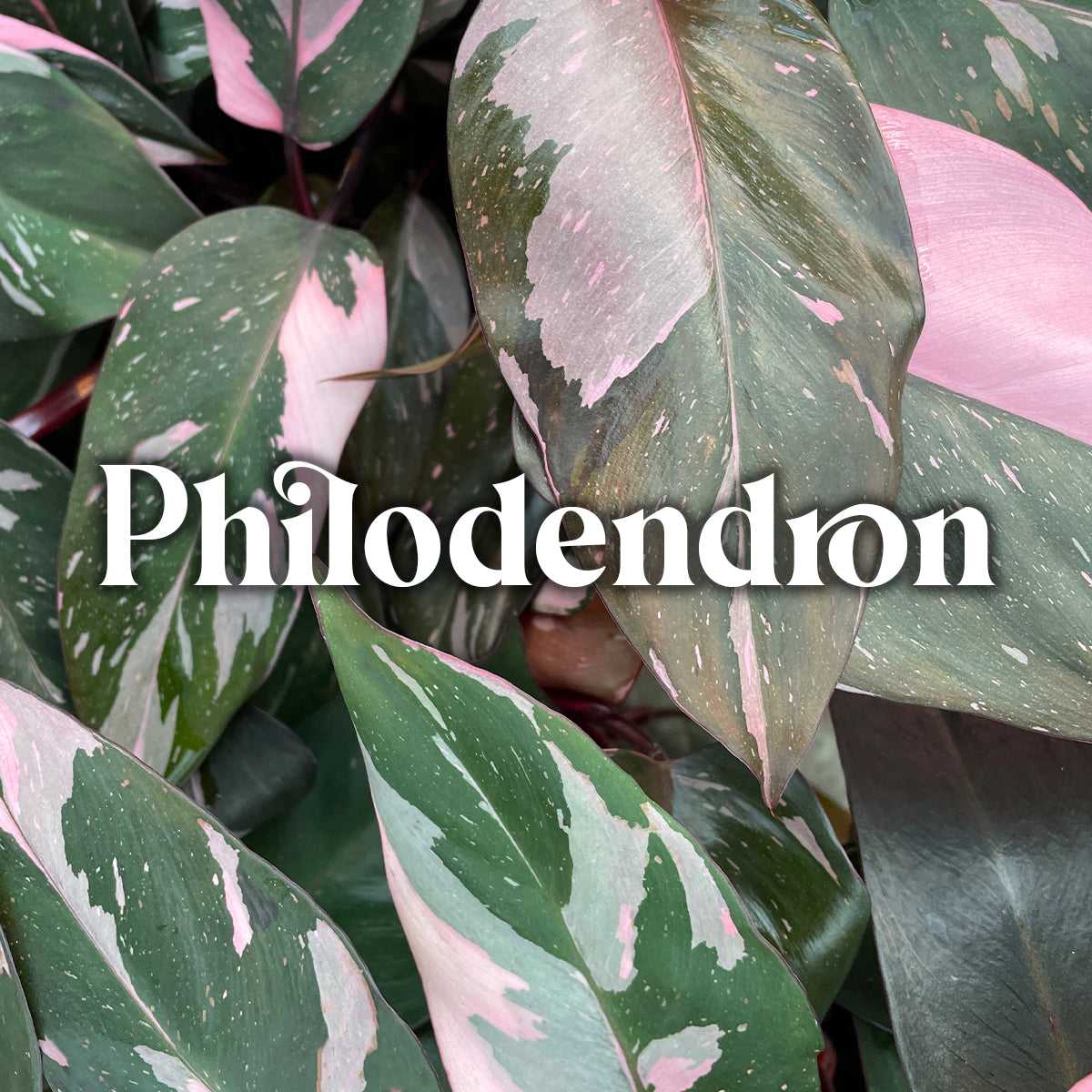 Philodendron