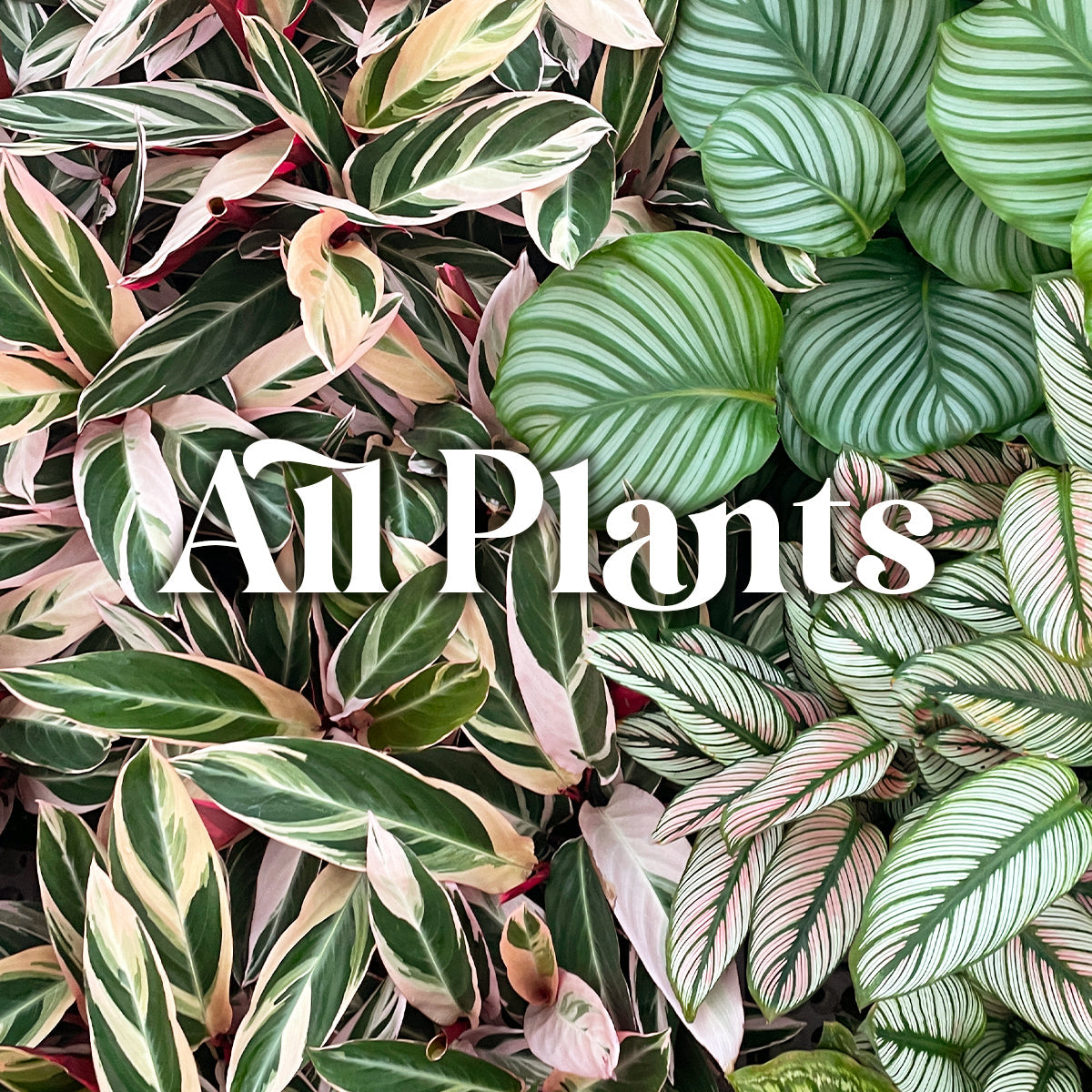All Plants House of Plants