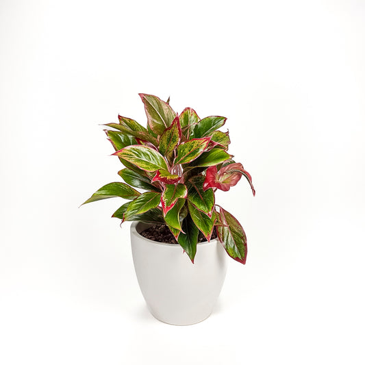 Aglaonema Red Gold 17cm