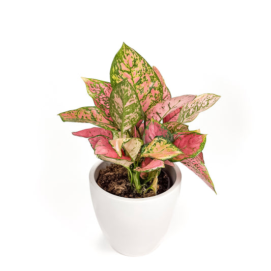 Aglaonema Red Lady Valentine 17cm