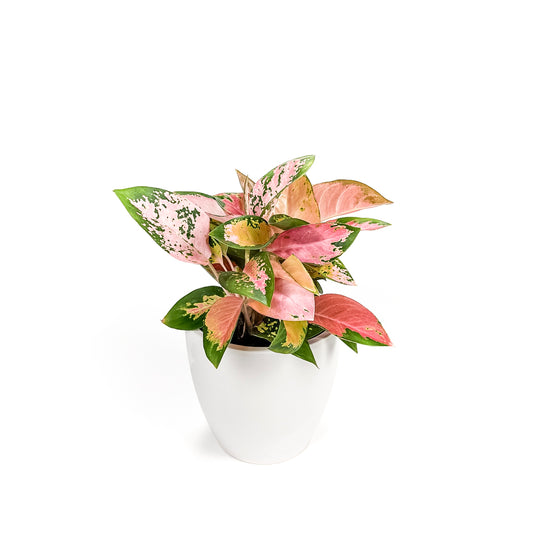 Aglaonema Spitfire 17cm