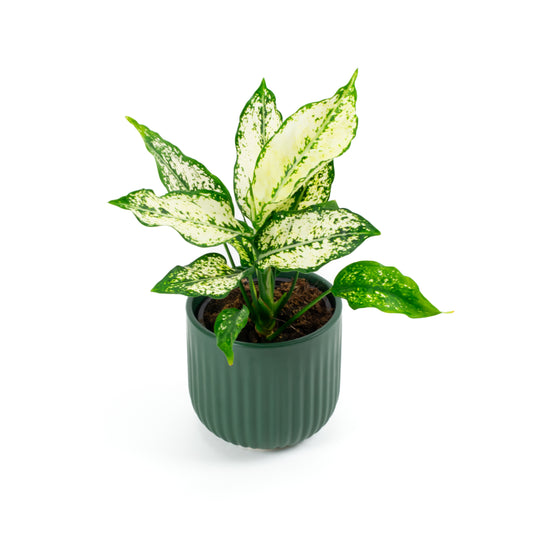 Aglaonema Thai Snowflake