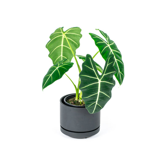 Alocasia Frydek 17cm