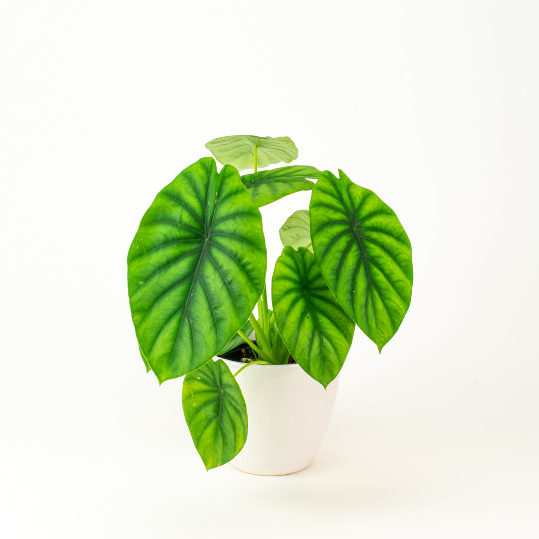 Alocasia Green Shield