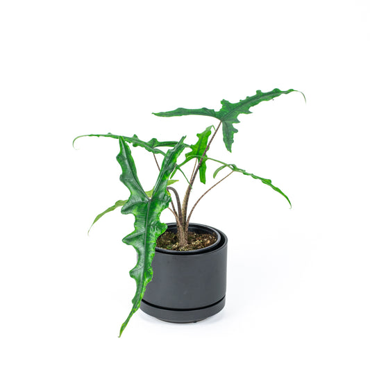 Alocasia Sabrina