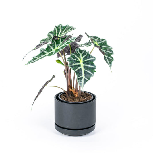 Alocasia Polly 17cm