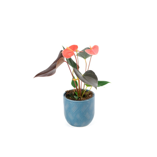 Anthurium Beautiful Champion