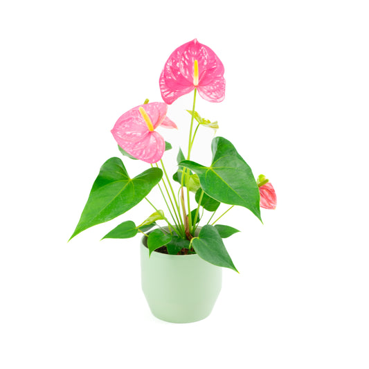 Anthurium Colorado Pink