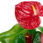 Anthurium Colorado Red