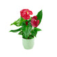 Anthurium Colorado Red