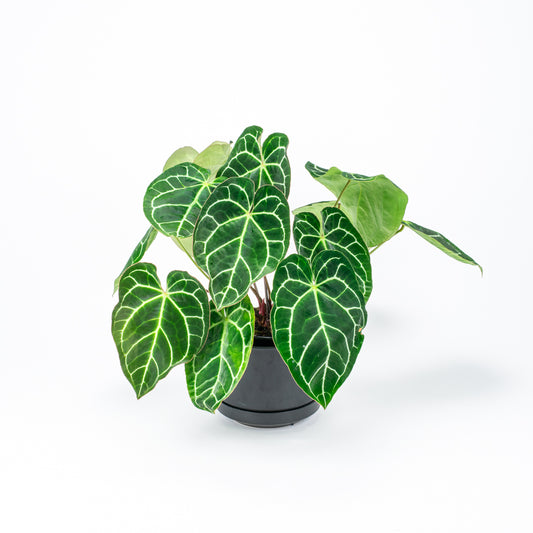 Anthurium Crystallinum 17cm