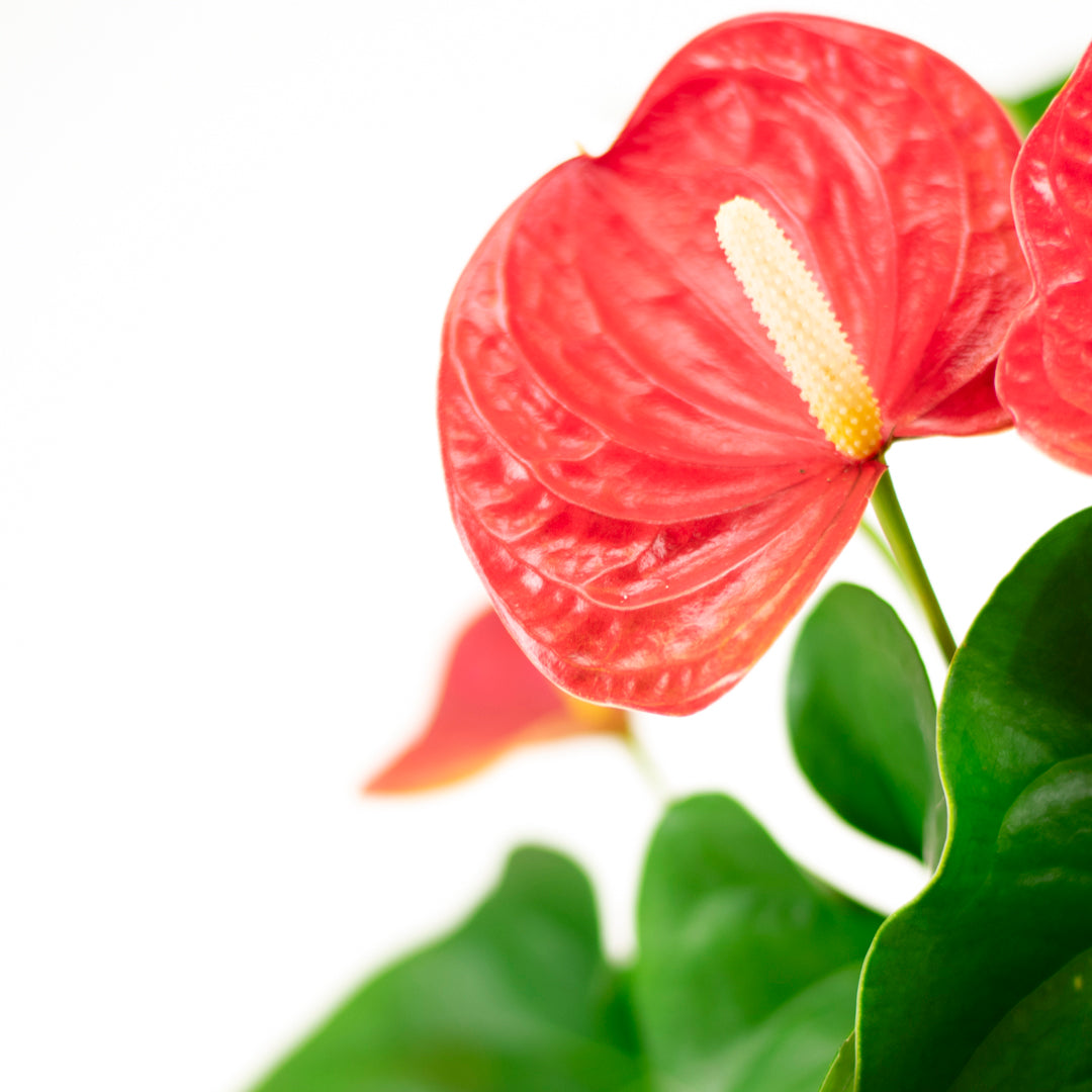 Anthurium Fancy Fever