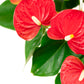 Anthurium Fancy Fever