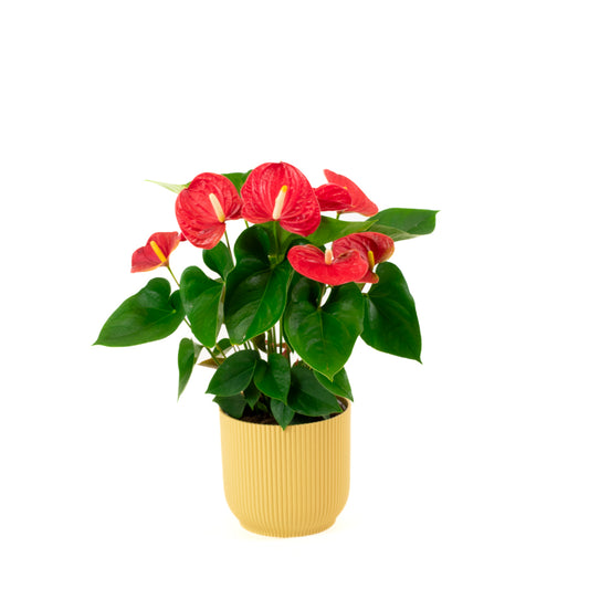 Anthurium Fancy Fever