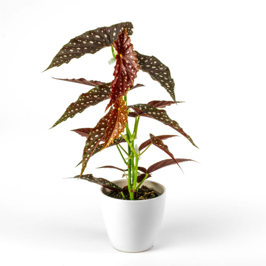 Begonia Maculata 14cm